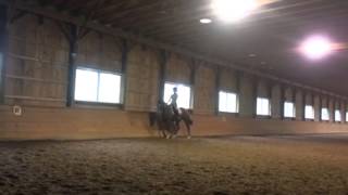 Tillie dressage lesson 7-3-15