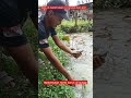 Menemukan ikan langka di sungai#petualangan #fishing #shorts#short