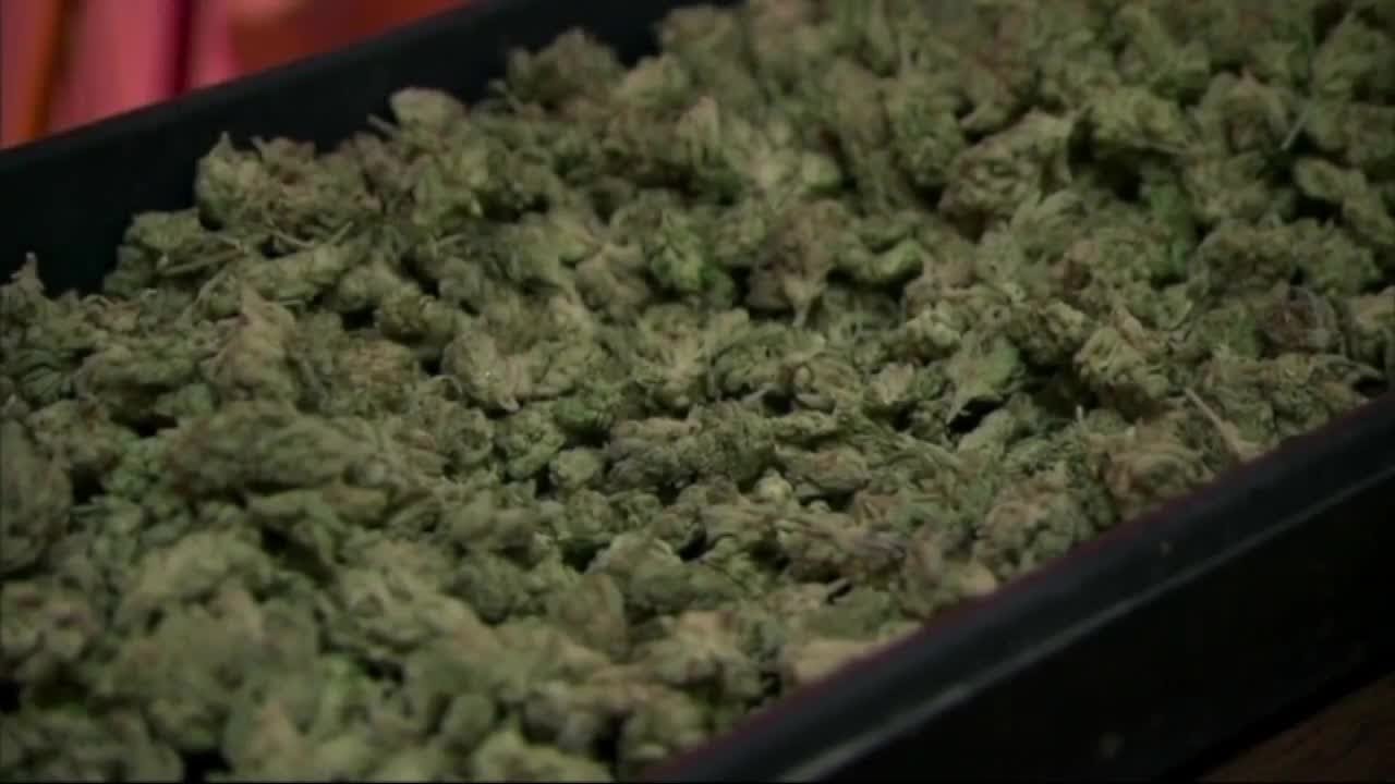 Can Canadian Cannabis market predict New York State marijuana profits?