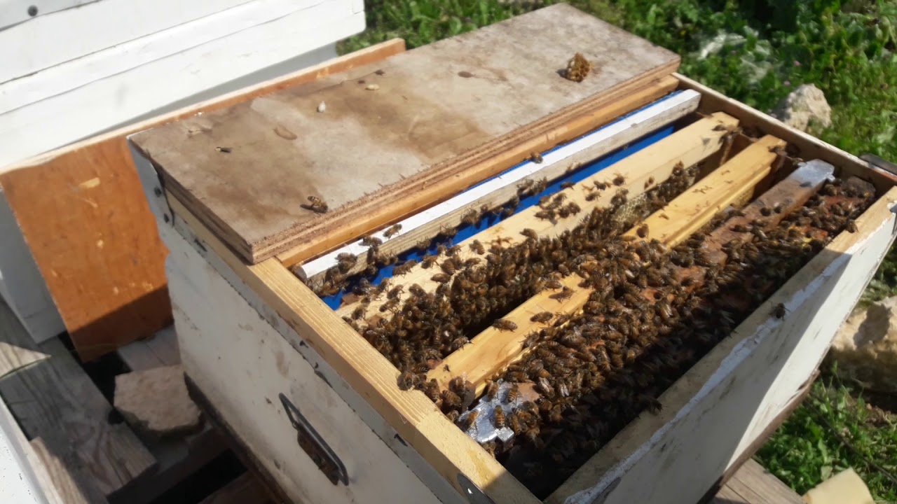 الدرس الخامس عشر ::: الجزء الثاني قطع وفصل البيوت الملكية وآلية وضعها داخل التقسيم