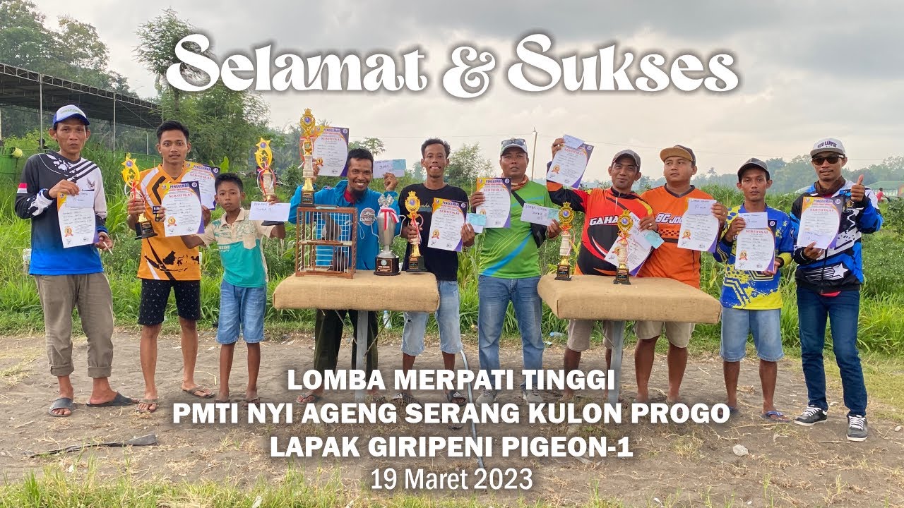Hujan Bomb !!! lomba merpati tinggi PMTI Nyi Ageng serang Kulon Progo Lapak Giripeni Pigeon