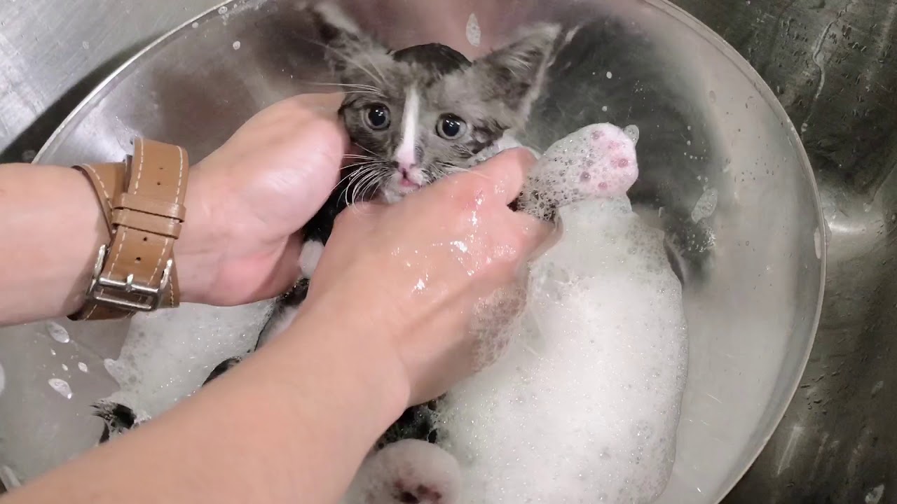 Cutest cat bath! YouTube