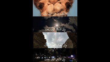 سورة الغاشيه🤍 القارئ: عمر بن ضياء الدين