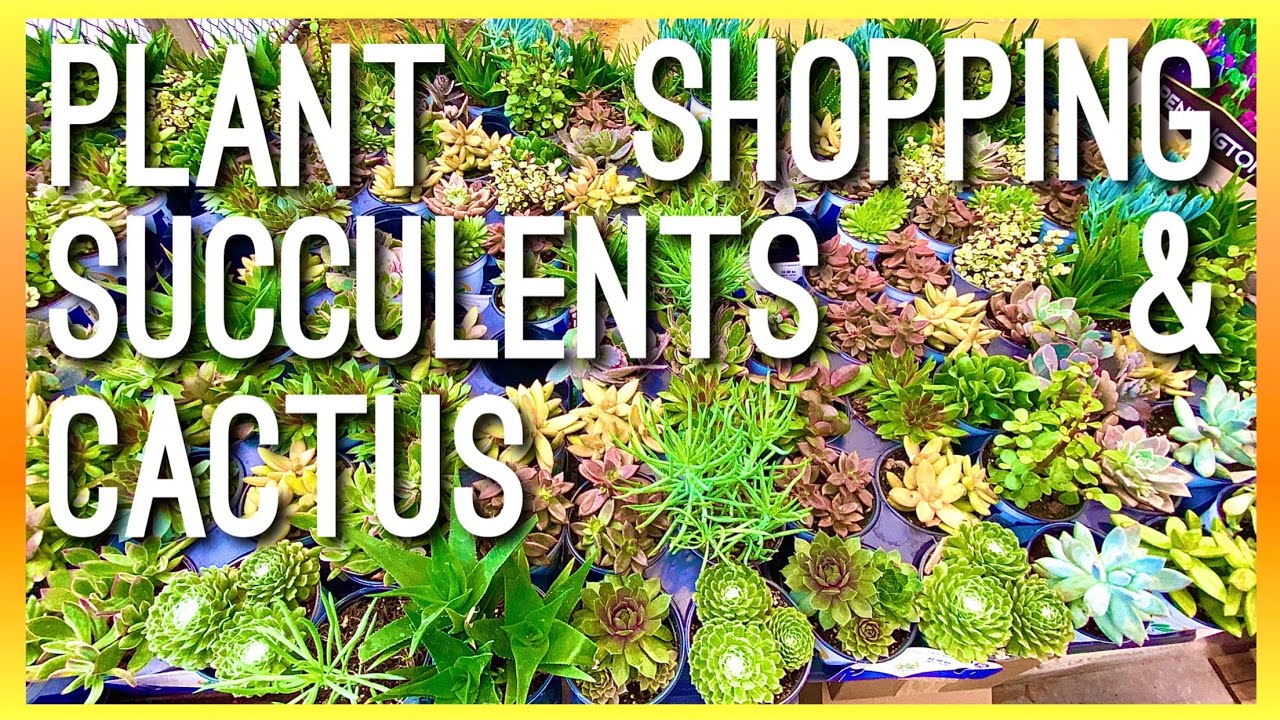 Lowe’s Plant Shopping 🛒 Succulents & Cactus 🌵 Big Box 📦 Tour