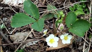 Mynature Apps Identifying Wild Strawberry, Fragaria Virginiana