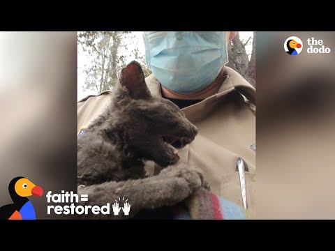 Video: „Pet Scoop“: „Smokey Junior“išgelbėjo iš laukinių ugnies, sanitarinių darbuotojų sutaupykite 4 kačiukus