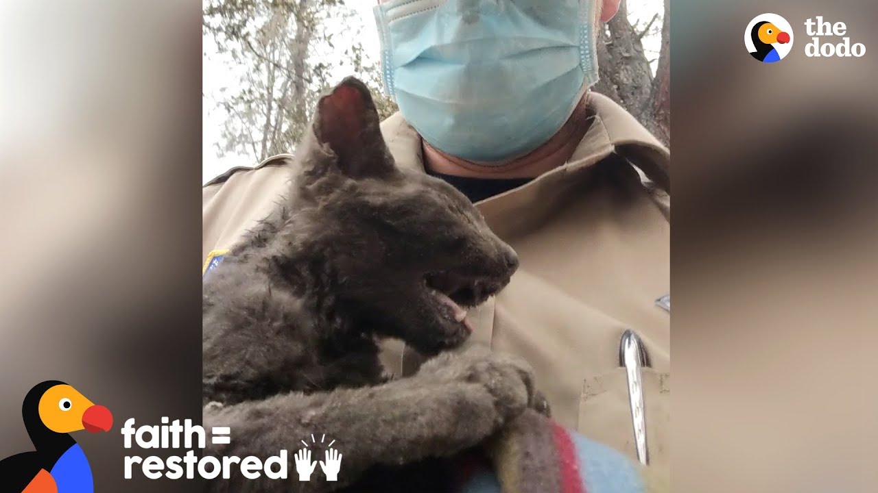 Guy Rescues Kitten From Wildfire | The Dodo Faith = Restored - YouTube