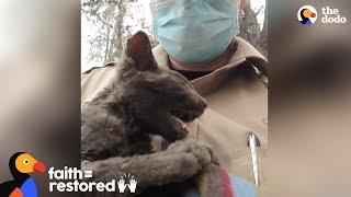 Guy Rescues Kitten From Wildfire The Dodo Faith Restored