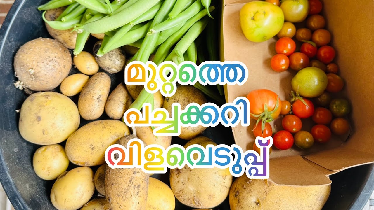  Vegetable Garden Australia Adukkalathottam Malayalam vlog YouTube