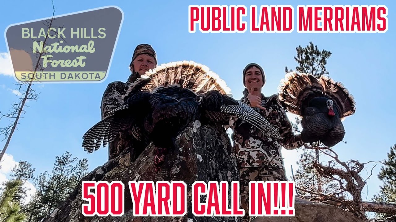 DIY PUBLIC LAND MERRIAM'S Turkey Hunting Black Hills, South Dakota