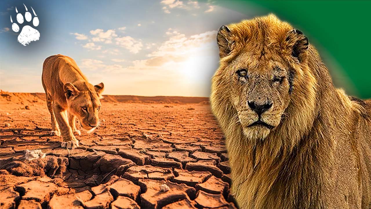 Le Lion aprs lEden   Scheresse en Afrique   Documentaire Animalier   HD   Ecomedia