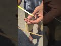 bunyi suara sendaren ngukuk  mini