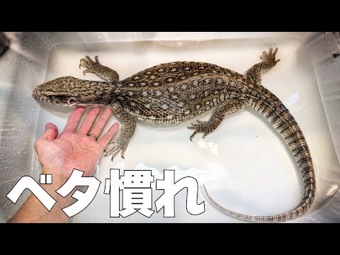 Taking Care of an Overly Tame Monitor Lizard (Savannah Monitor)