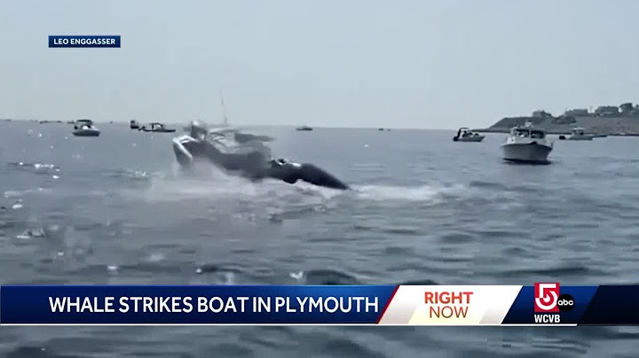 New video shows whale breaching, landing on boat