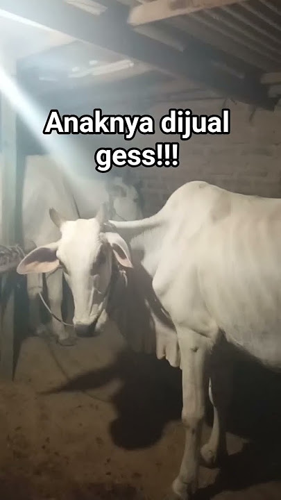 tau pedhet?? yak anak sapi namanya pedet!!!#