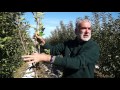 Խնձորենու էտը և ձևավորումը/Pruning of apple trees