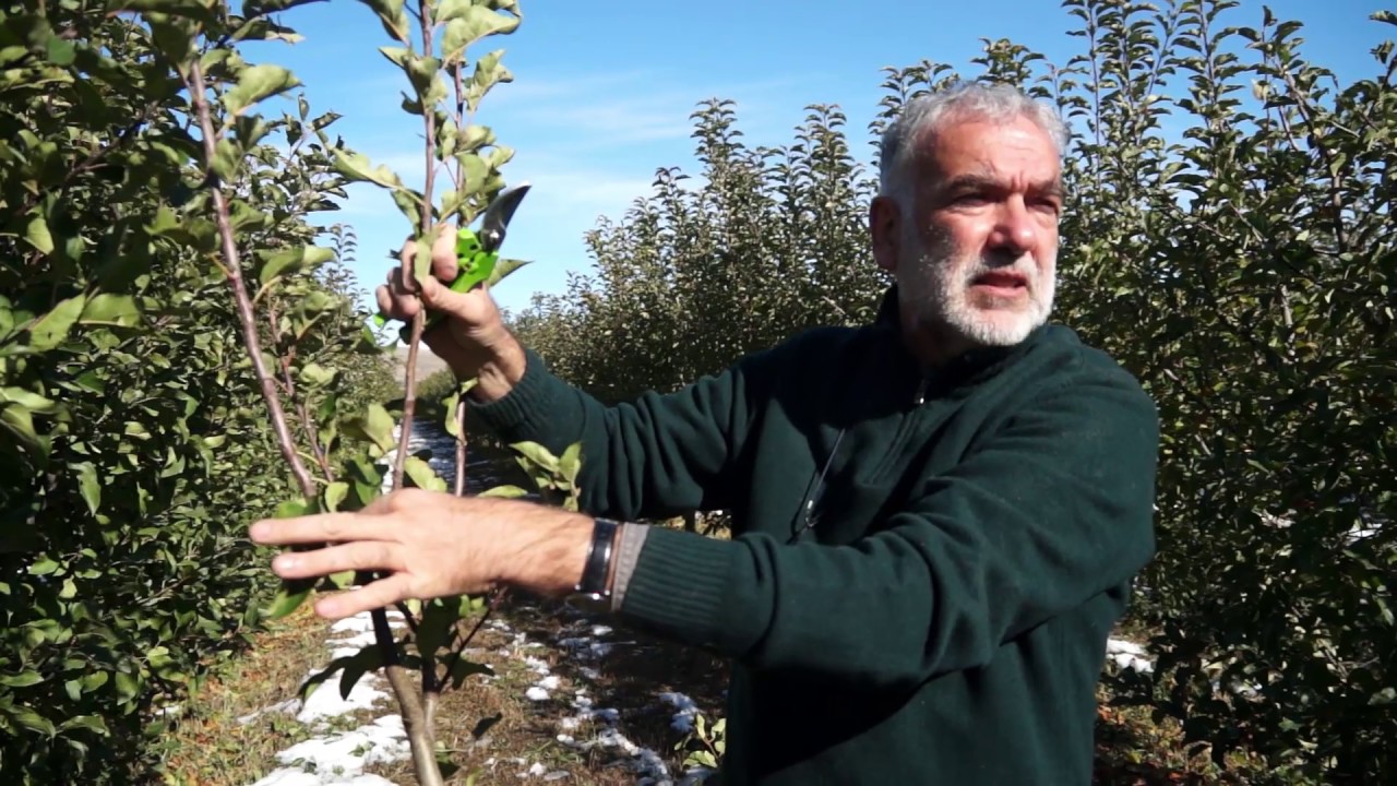 Խնձորենու էտը և ձևավորումը/Pruning of apple trees