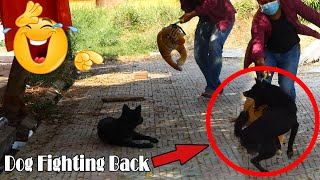 Fake Tiger Prank Vs Real Dog So Funny Comedy Video 2021 _ Try Not To Laugh Best Funny Prank Animals by Prank Animals 3,396 views 3 years ago 2 minutes, 15 seconds