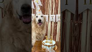 Happy birthday to our sweet potato, Chikku❤️🧿 #dogshorts #goldenretreivers#pets #dogbirthdayparty
