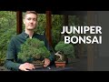 Juniper Bonsai tree