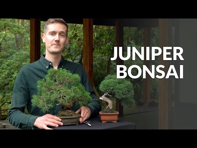 Juniper Bonsai tree care - YouTube