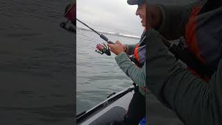 Corvina corvina