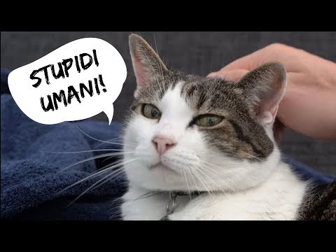 Video: Cosa Pensano I Gatti Delle Persone