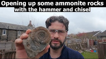 Splitting open dactylioceras ammonite nodules with the hammer and chisel