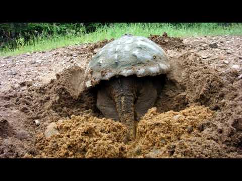 Snapping Turtle nesting (8x speed)