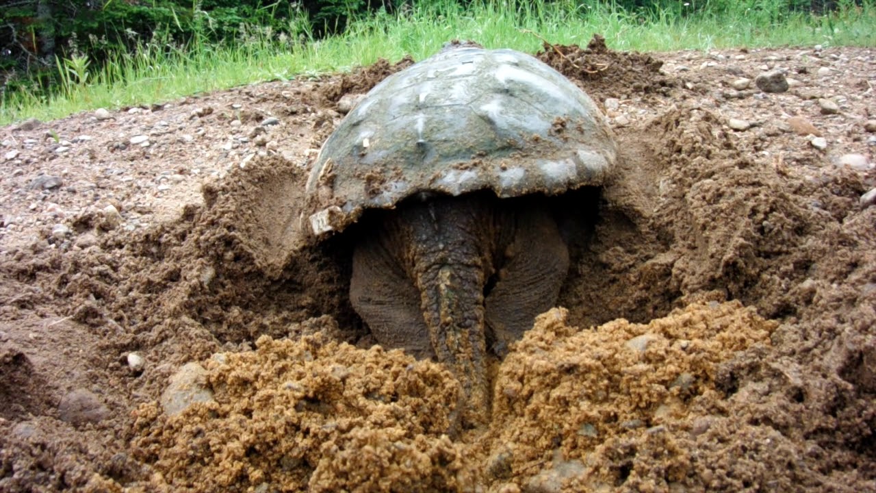 Snapping Turtle Nesting 8x Speed YouTube