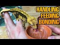 HOW TO TAME YOUR CRESTED GECKO | BEST TRAINING METHODS!