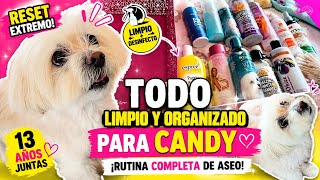 Extreme Reset Of All My 13yearold Dogs Grooming Products 