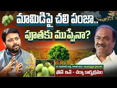 మామిడిపై చలి పంజా.. పూతకు ముప్పేనా | Dr Manohar Rao Advices about Mango Crop | hmtv - HMTVNEWS