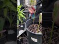 Your pots are overcrowded this is killing your plants #darrellsmith #gardening #plants