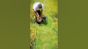 unique source of irrigation for rice fields #shorts