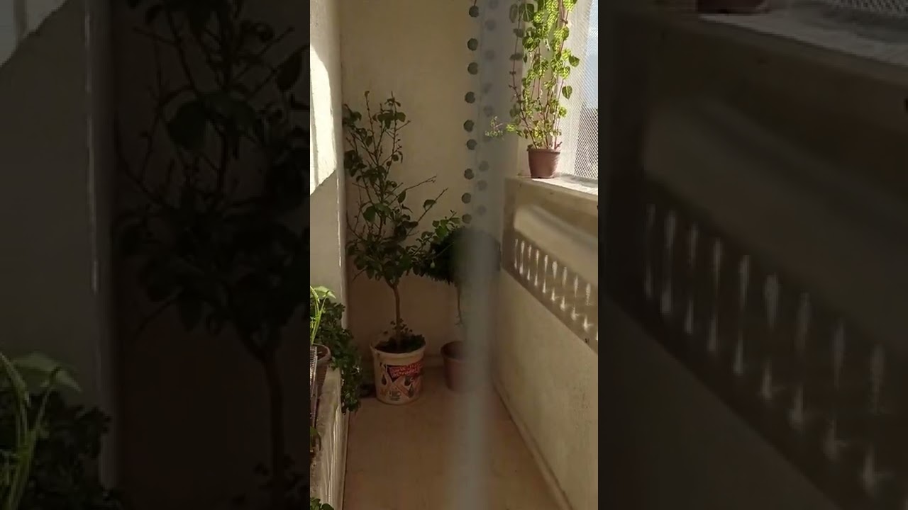 صنع سلاكة متواضعة واطلاق ازواج حسون على بركة الله