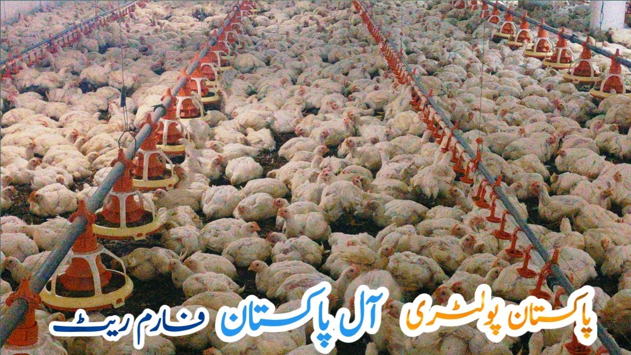 Pakistan Poultry Broiler All Pakistan Farm Rate Episode 22 18