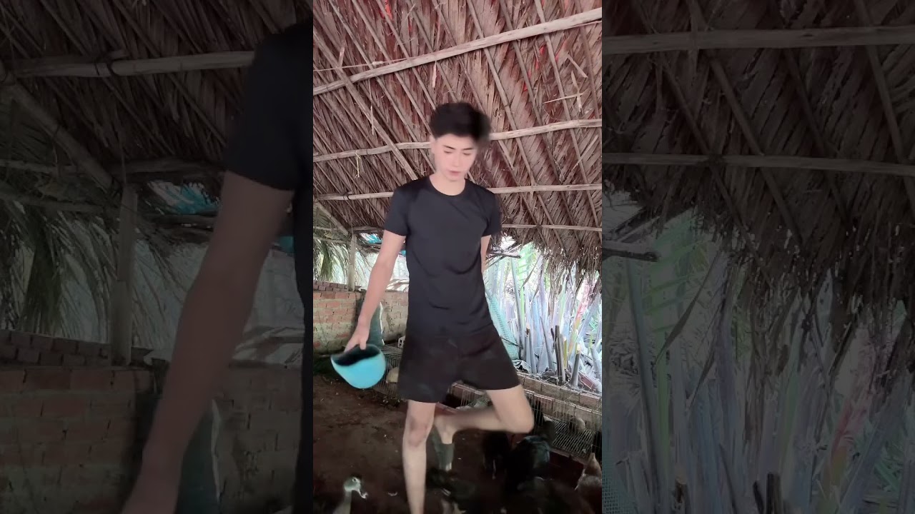 Công việc hàng ngày cho thỏ ăn , heo ,gà ,vịt ăn