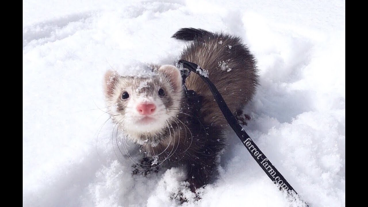 Snow Ferret