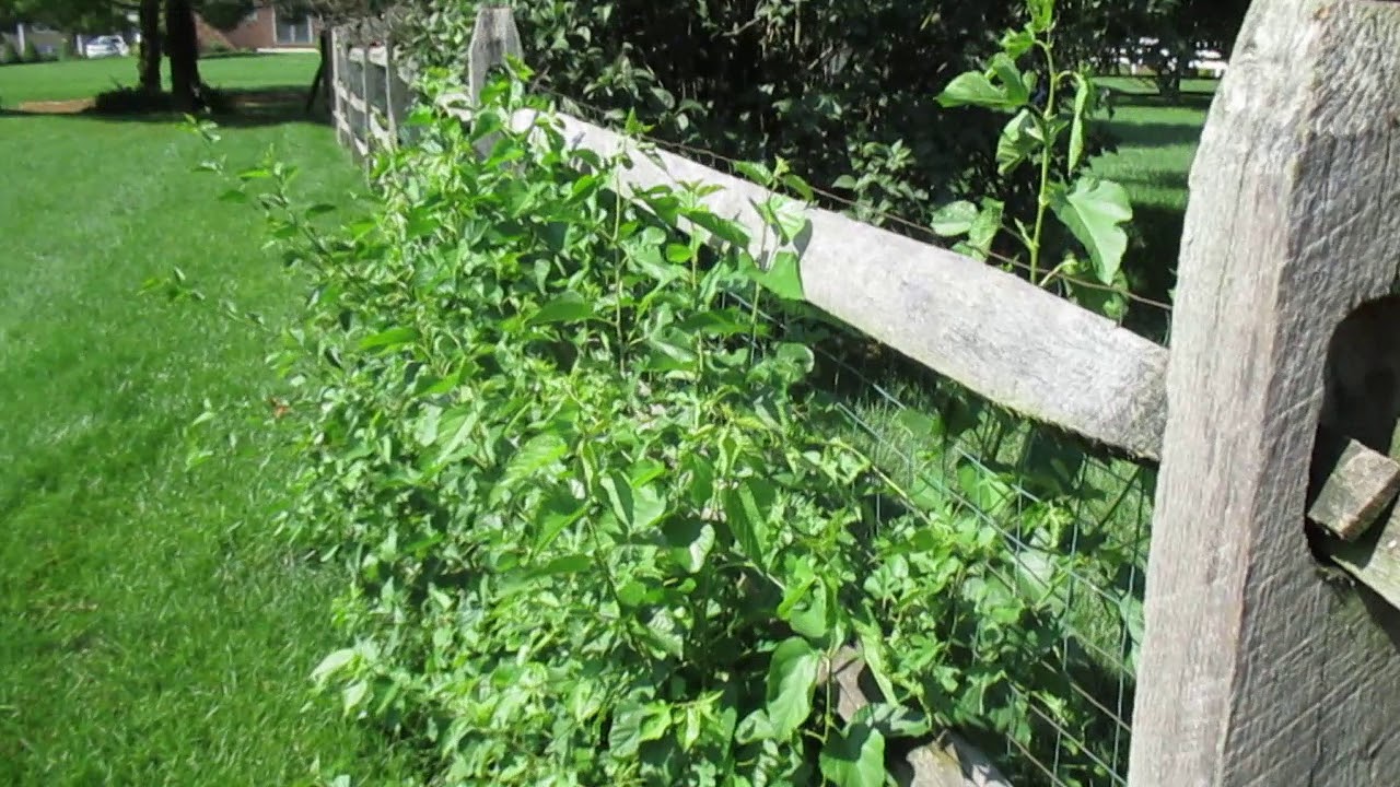 Brush Cutting Brush Removal Hagerstown MD Washington County Maryland