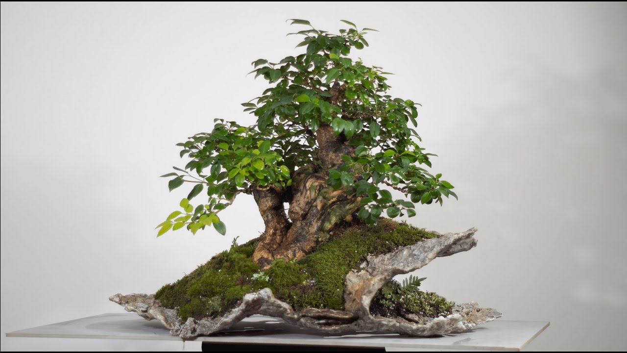 Forsythia Bonsai Planting • Relaxation & ASMR in Nature’s Harmony