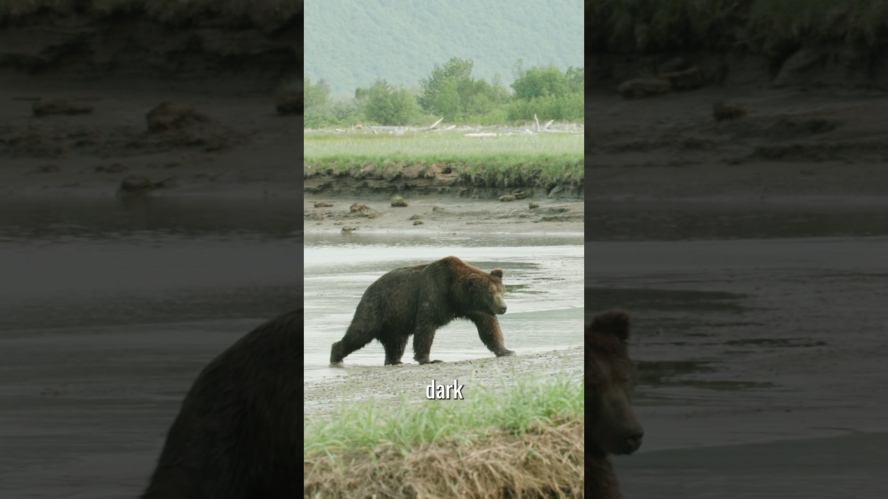 Amongst Giants! Check out our entire Alaska series on our channel!