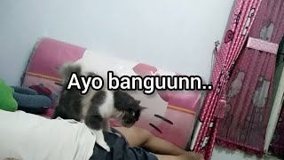 video kucing bangunin sahur