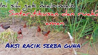 bukan kaleng-kaleng sintar,tikusan dan ruak-ruak terciduk semua