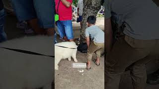 kambing PYGMY /Kambing mini yg menggemaskan #bkt #domba #laguanakindonesia