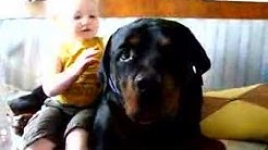 Nan Nan Back Undefined Skip Navigation Search Search Sign In Undefined Home Home Explore Explore Subscriptions Subscriptions Library Library History History Rottweiler Abelix Rottweiler Abelix 177 Subscribers Subscribe Home Videos Playlists