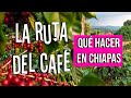 🌱RUTA DEL CAFÉ CHIAPAS | Que hacer 1 día en San Cristobal de las Casas