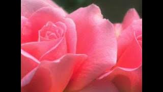 Tu Hai Ek Gulaab Kumar Sanu (TU Hai Ek Gulaab 2011)
