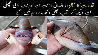 A fish with human teeth & lips that will amaze you too || The image went viral on the internet