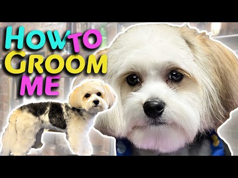 LEARN to GROOM your MORKIE or small DOG like a Professional at HOME